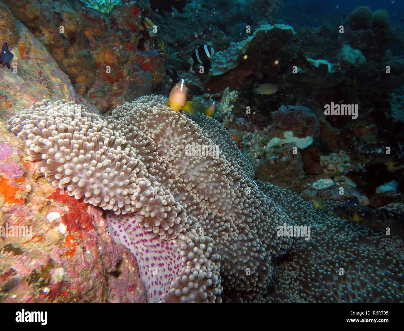 Arancione bianco-backed anemonefish (amphiprion sandaracinos) su mertens gigante (anemone sticodactila mertensii) Foto Stock