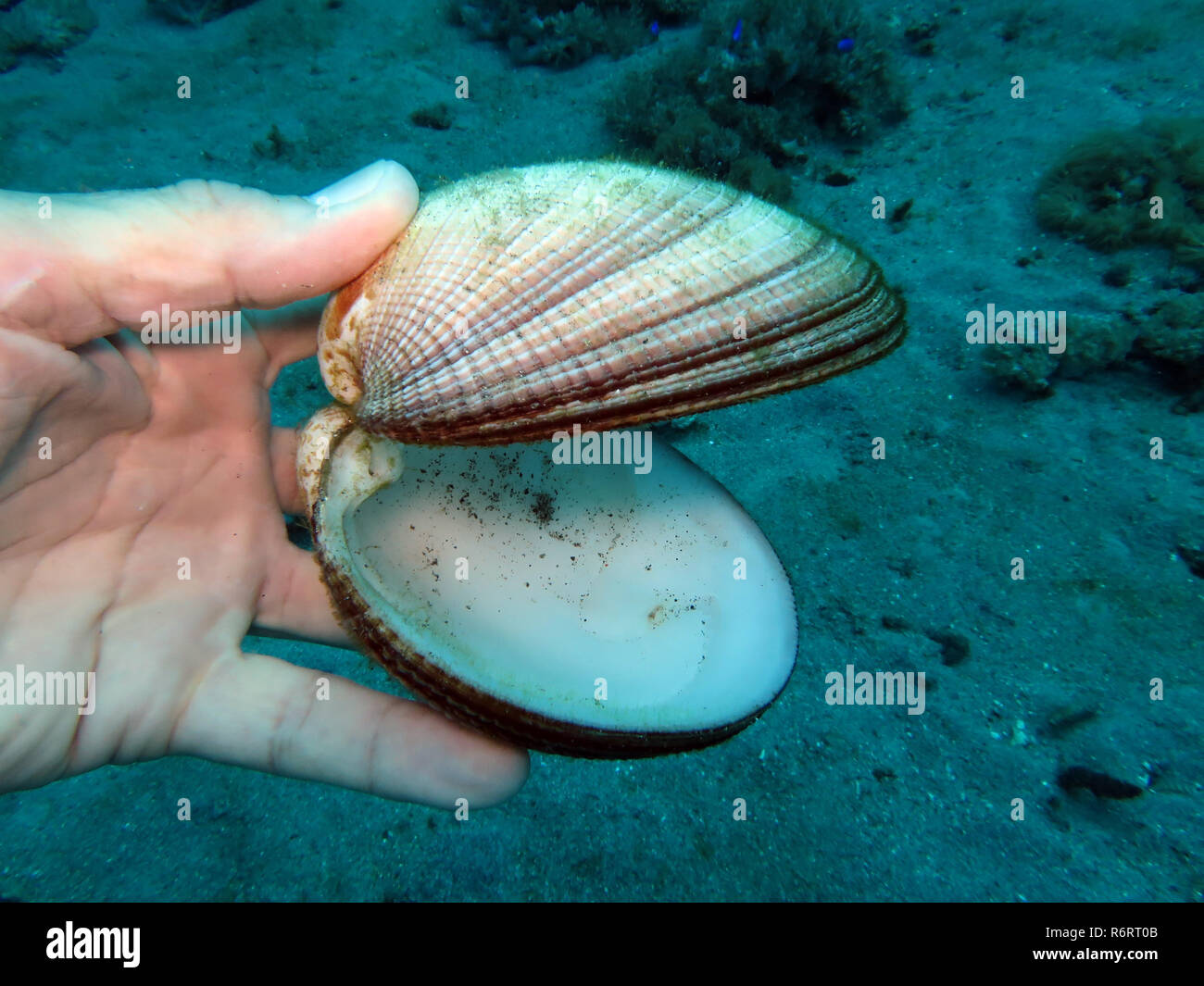Magnifico il clam antigona magnifica Foto Stock
