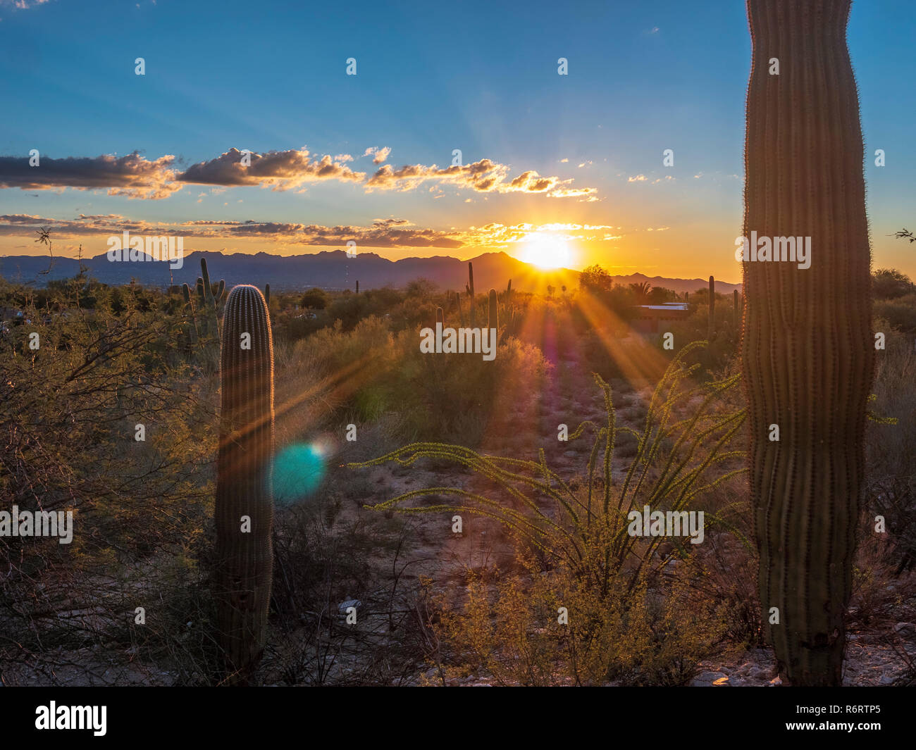 Bel Tramonto con cactus in Arizona Foto Stock