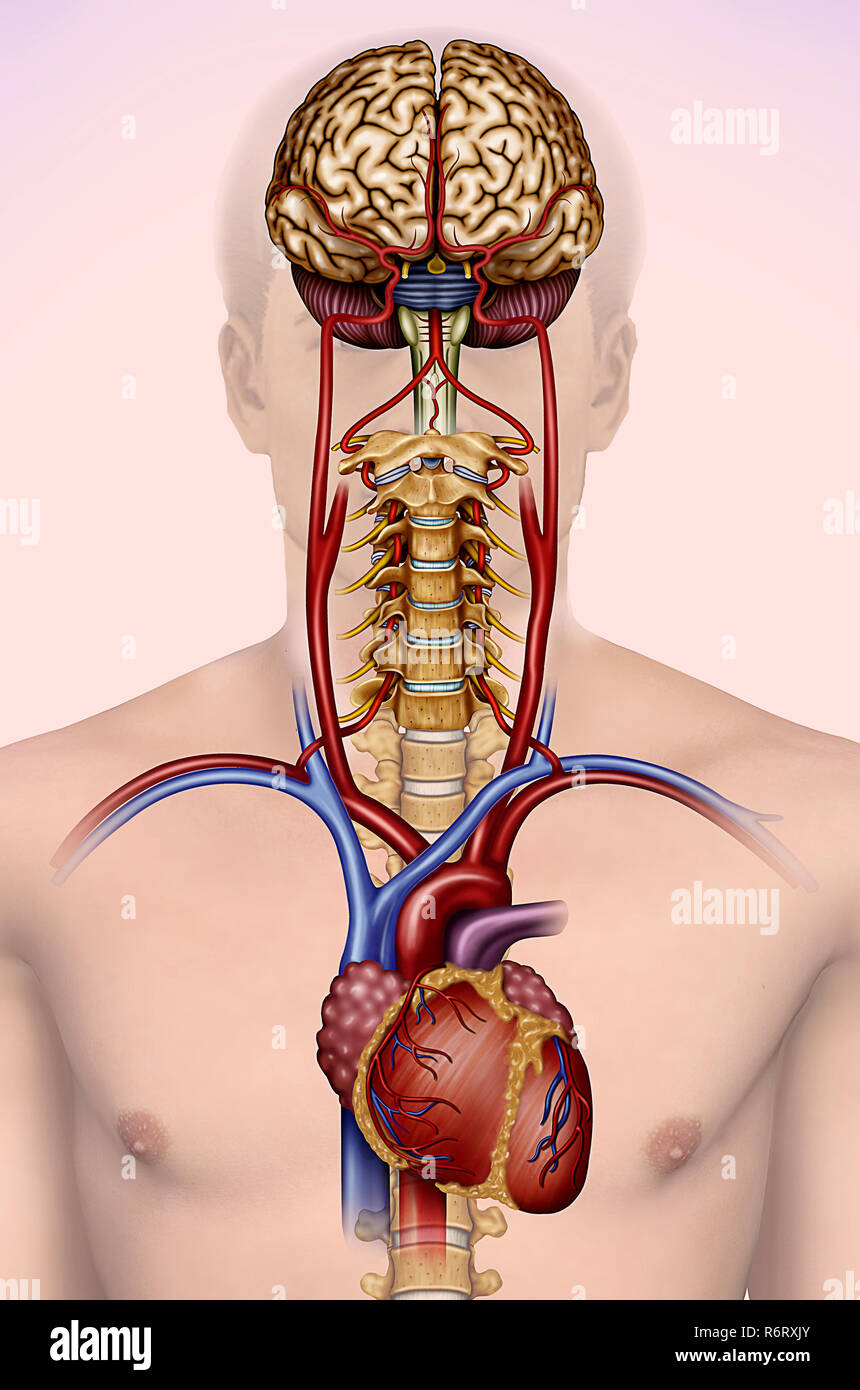 n questa illustrazione possiamo vedere il cervello, le vertebre cervicali, il cuore e le arterie principali, che trasportano il flusso sanguigno al cervello. Foto Stock
