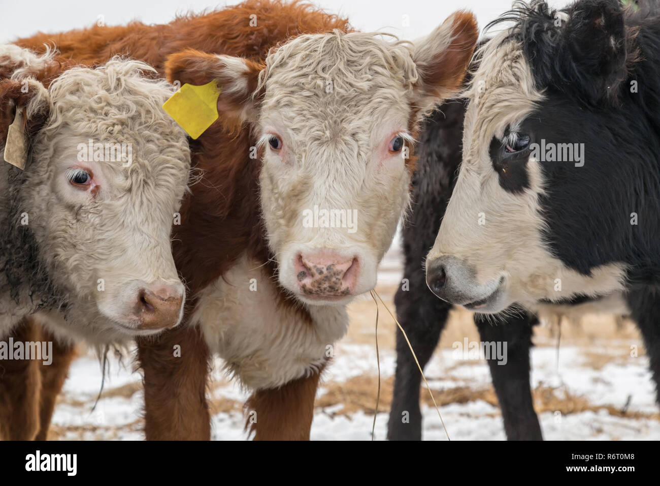 3 Hereford carni bovine 2 rosso e bianco ed uno nero e bianco vista ravvicinata guarda come sono a discutere in un campo di fieno con macchie di neve Foto Stock