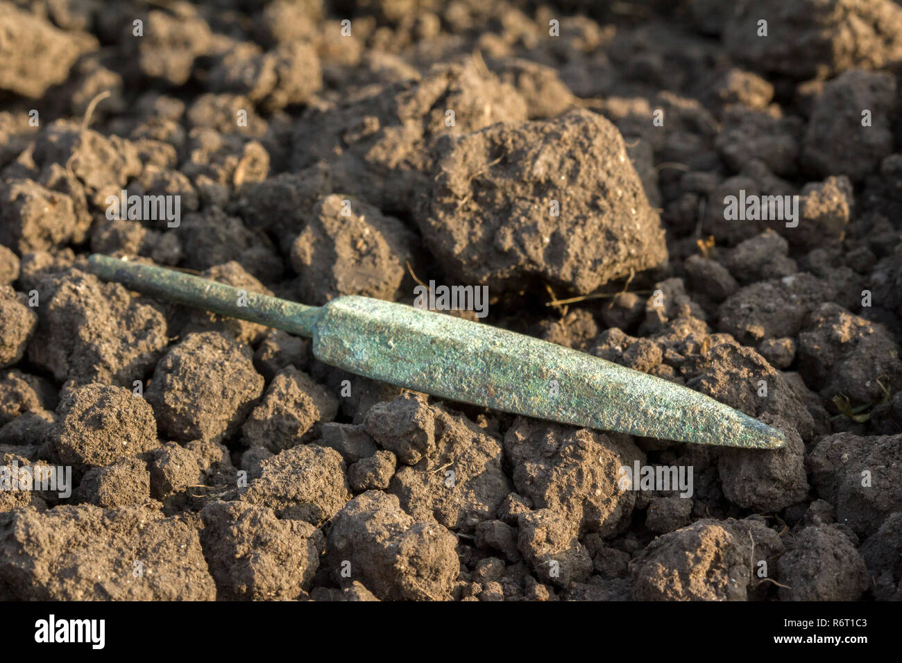 Scita arrowhead Foto Stock