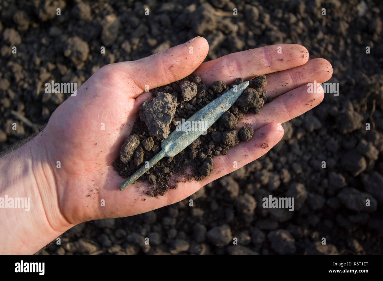 Scita arrowhead Foto Stock