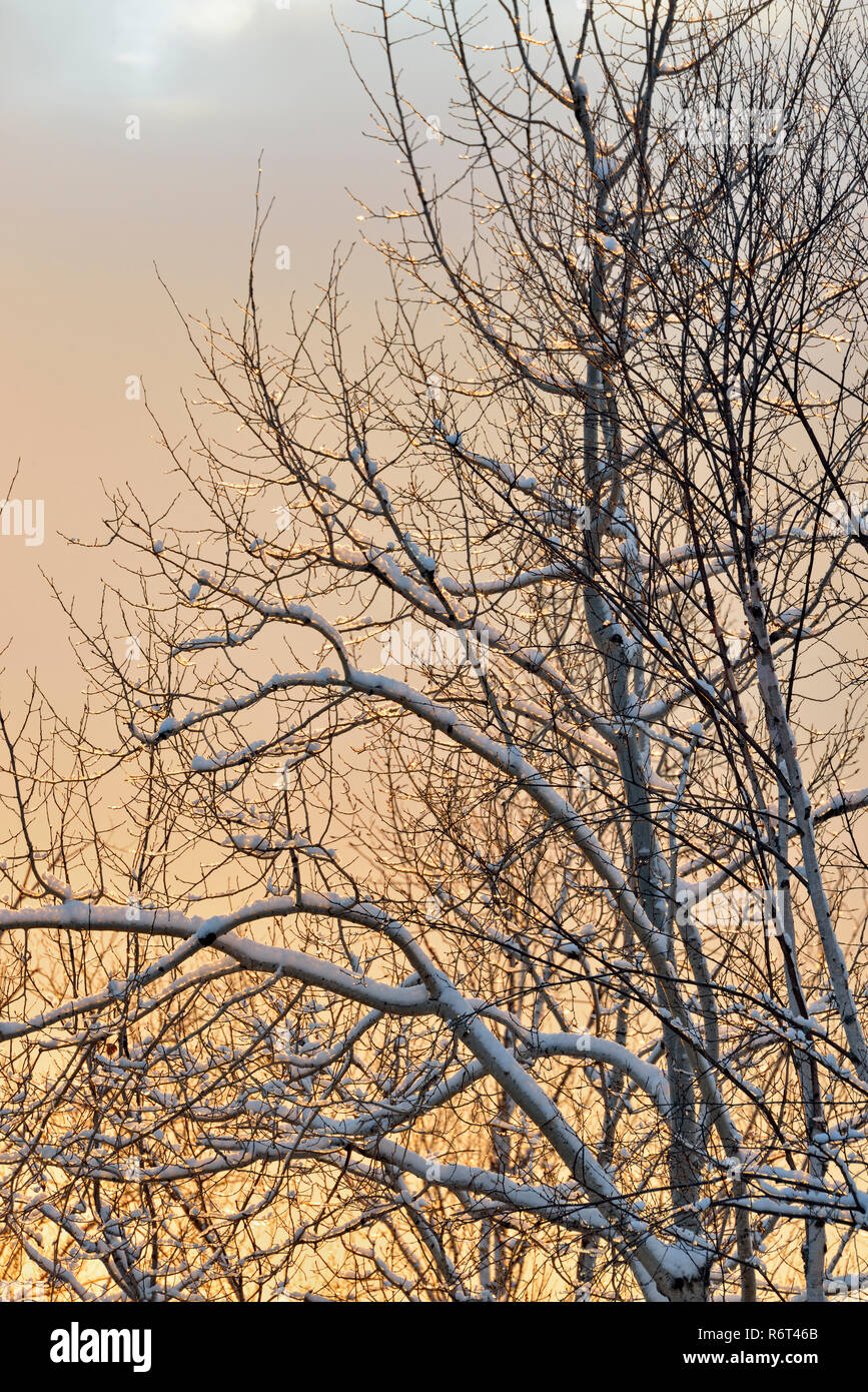 Luce della Sera sulla neve-spolverata di alberi in inizio inverno, maggiore Sudbury, Ontario, Canada Foto Stock