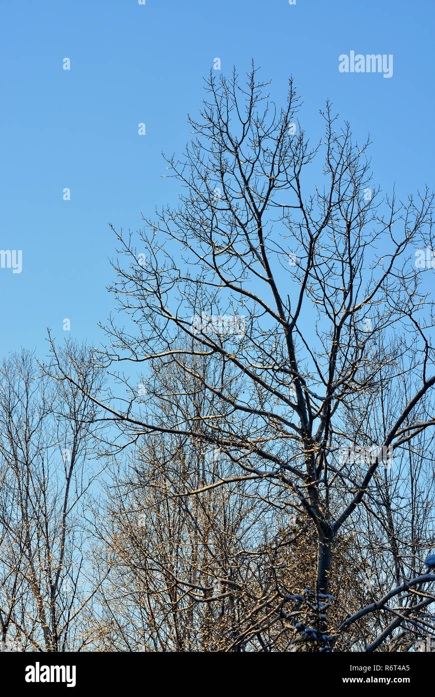 Ice-rivestite di Alberi vicino al tramonto, maggiore Sudbury, Ontario, Canada Foto Stock