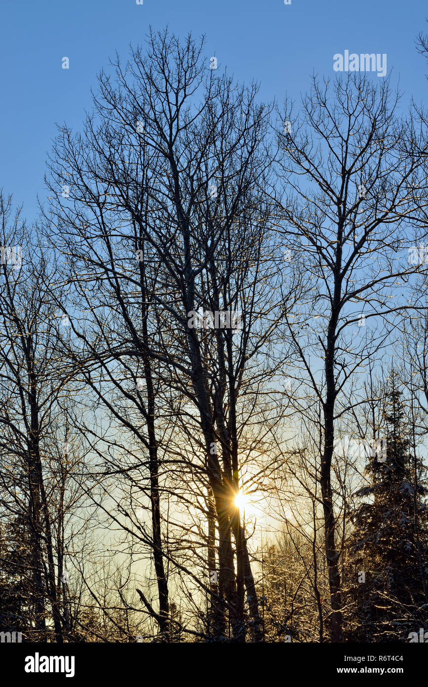 Ice-rivestite di Alberi vicino al tramonto, maggiore Sudbury, Ontario, Canada Foto Stock