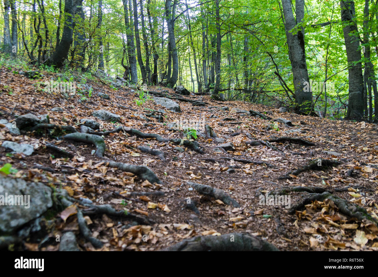 Bella vista sulla foresta a Galicica National Park, Macedonia in autunno. Foto Stock