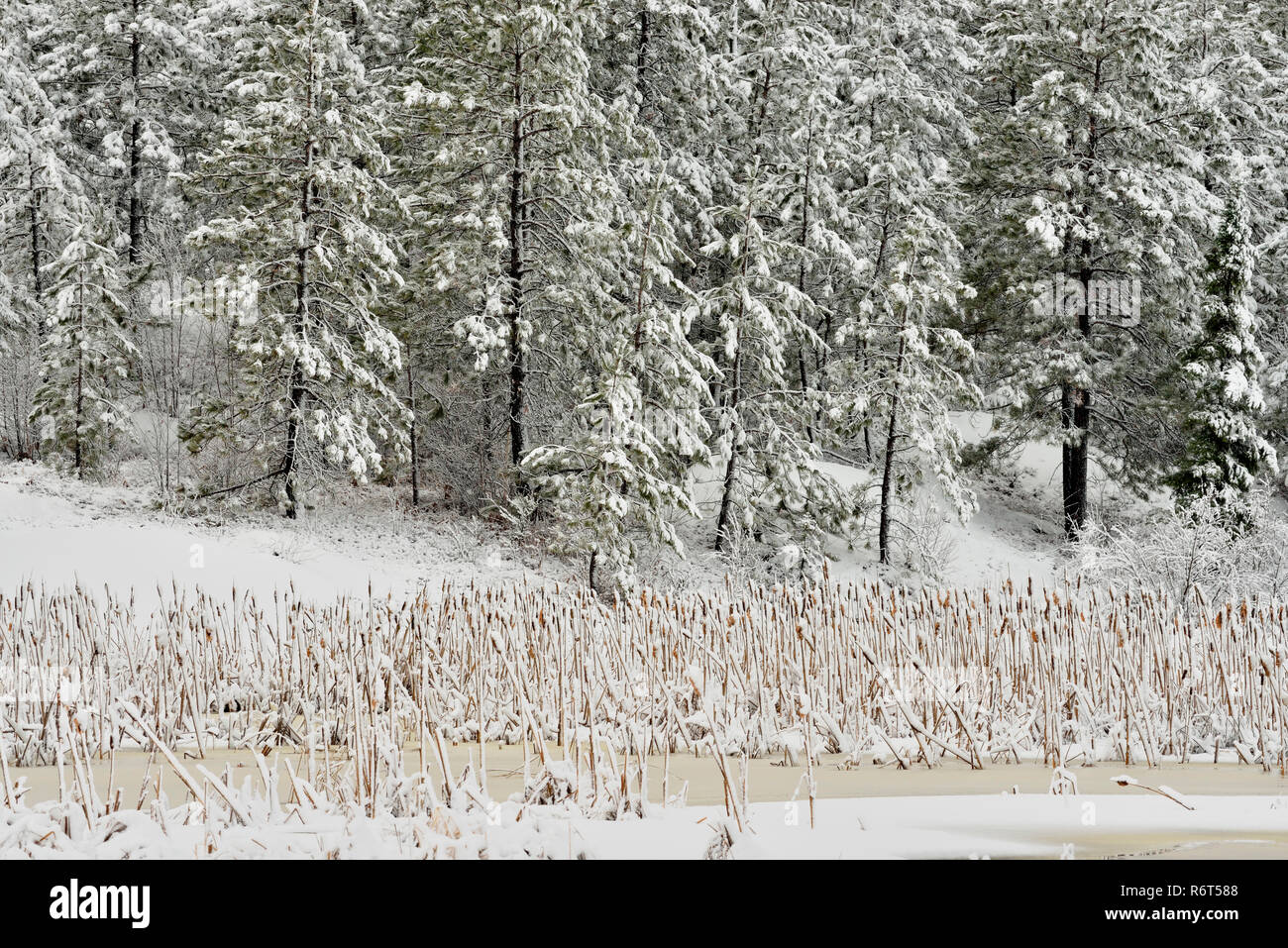 Fresca neve bagnata aggrappati ai rami di alberi ed erbe in una zona umida, maggiore Sudbury, Ontario, Canada Foto Stock