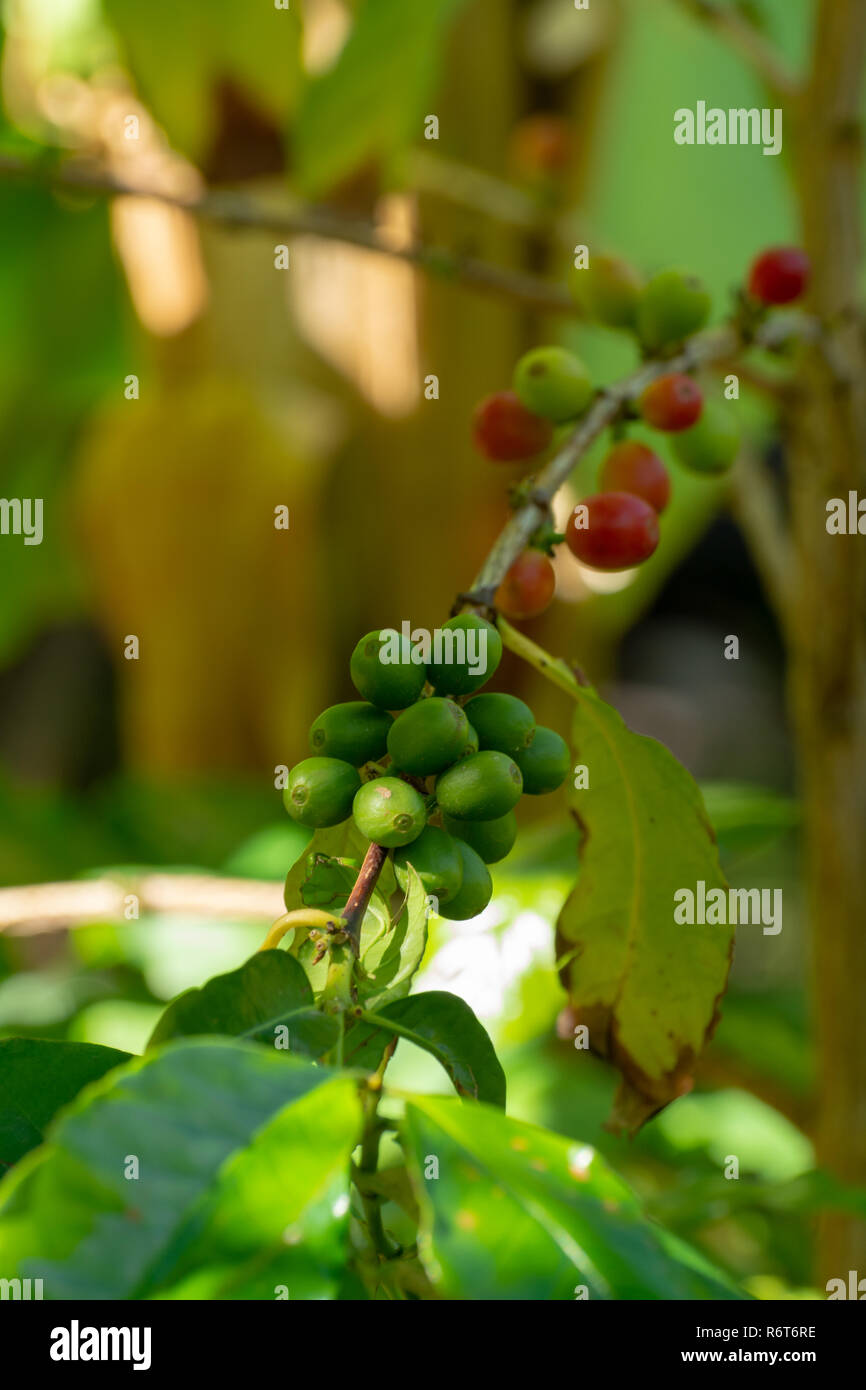 Il ramo di arabica coffee tree su plantation con maturazione verde i chicchi di caffè close up Foto Stock