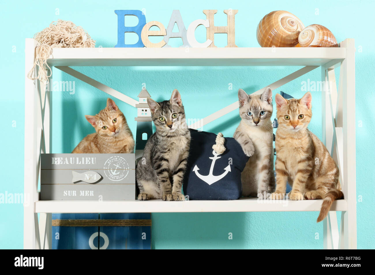Quattro gattini, dieci settimane vecchio seduto in una regal Foto Stock