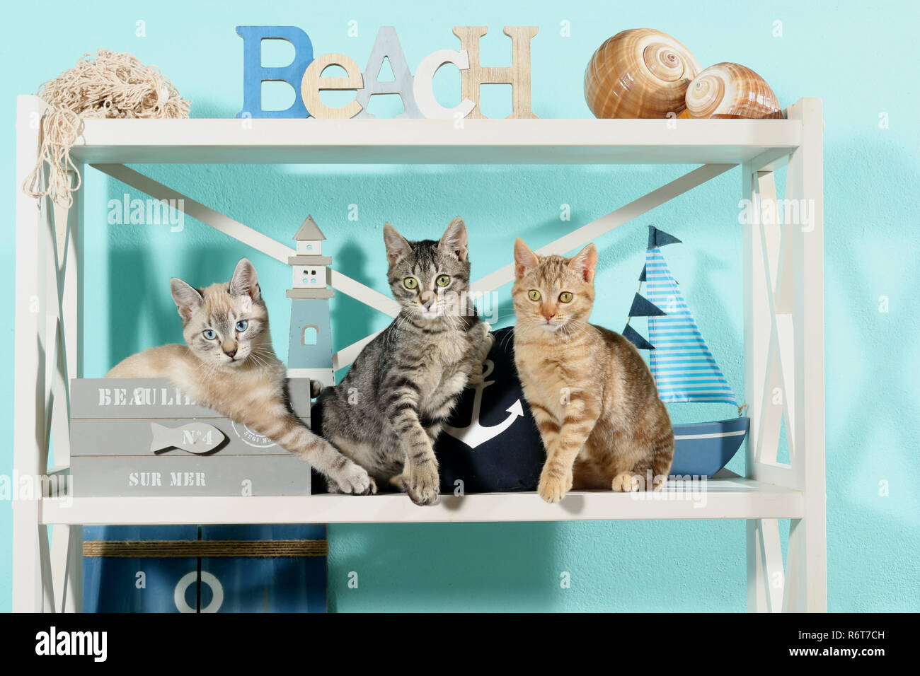 Tre gattini, dieci settimane vecchio seduto in una regal Foto Stock