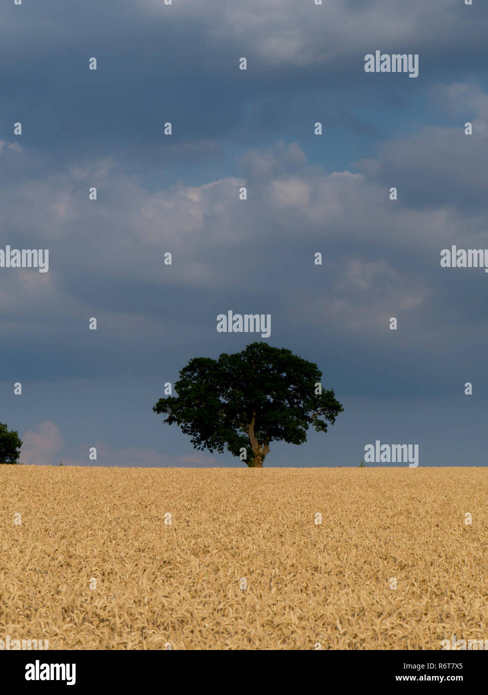 Regno Unito, Inghilterra, Oxfordshire, albero avena paesaggio Foto Stock