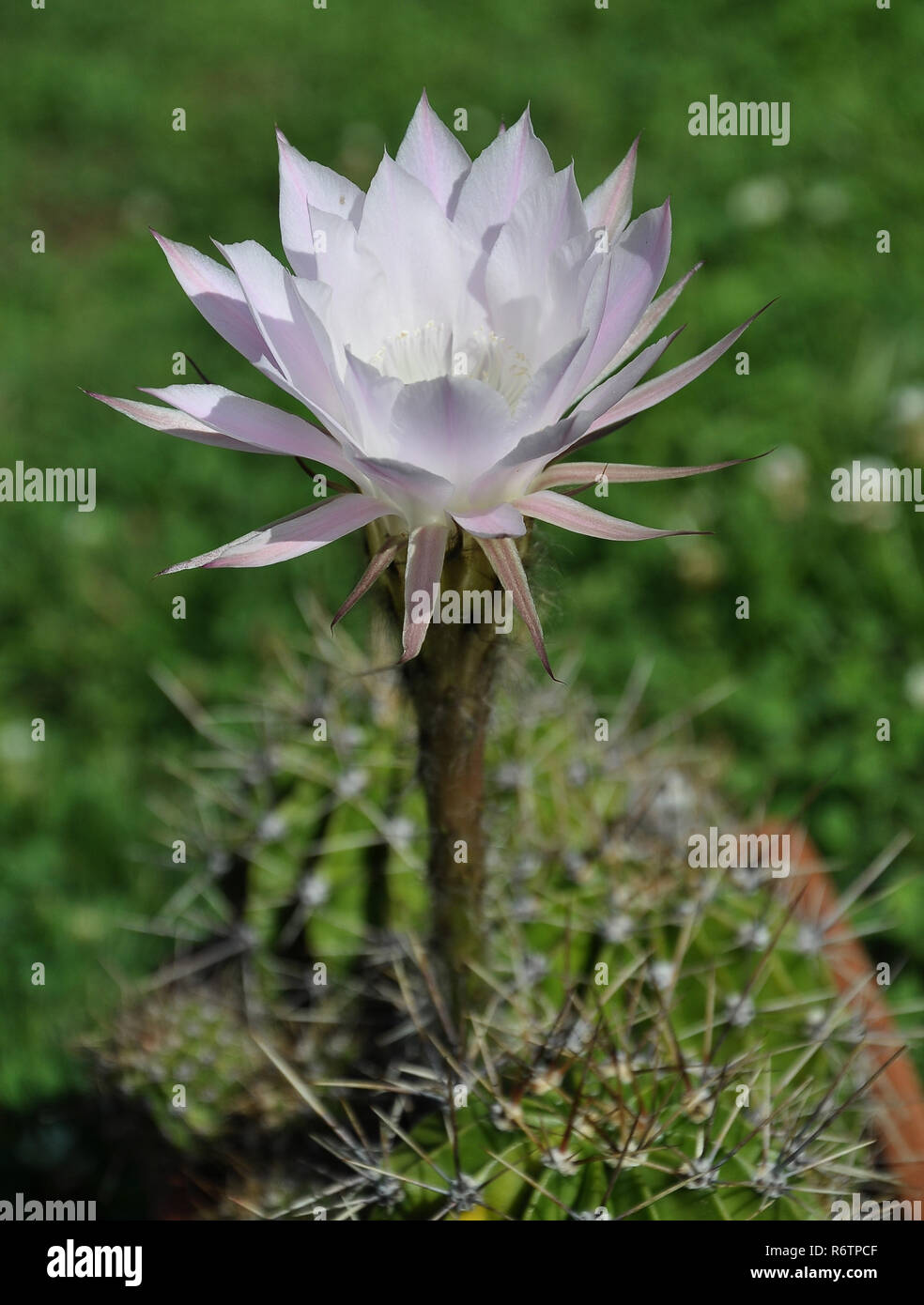 Fiore di cactus regina della notte Foto Stock