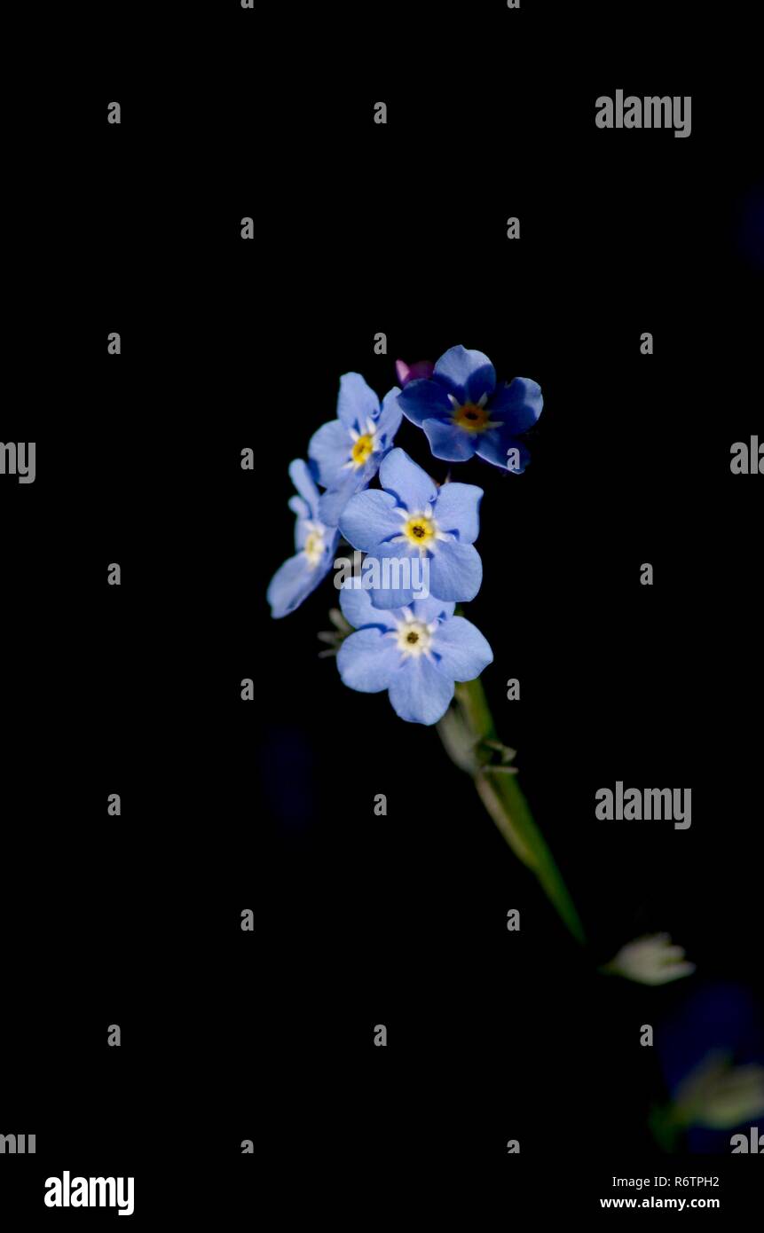 Forgot-Me-Non, piccolo bosco di blu di fiori selvaggi. Foto macro, sfondo nero. Molla. Exeter Devon, Regno Unito. Foto Stock