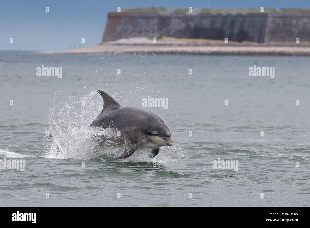 Il tursiope o delfino maggiore violazione Foto Stock