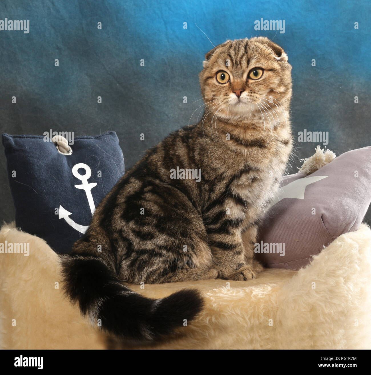 Scottish Fold, nero tabby spotted, seduto su un cuscino Foto Stock