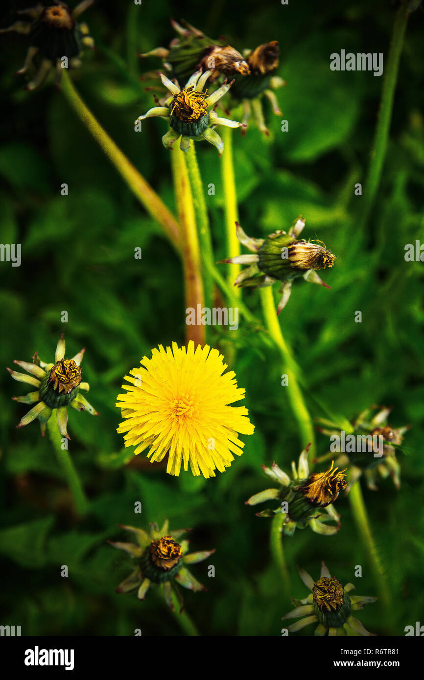 Giallo fiore di tarassaco in un verde prato Foto Stock