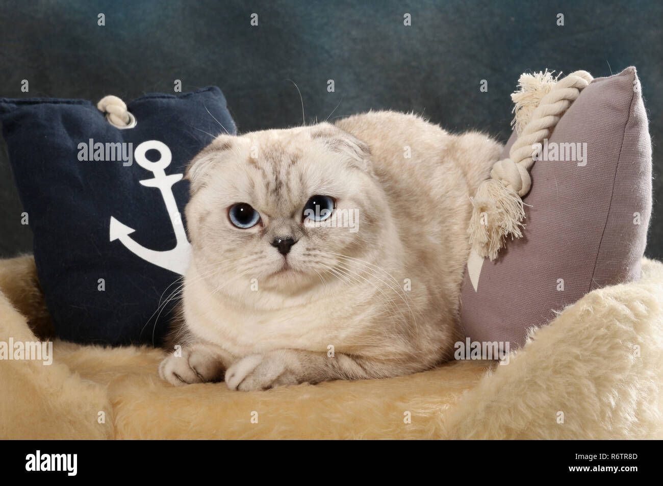 Scottish Fold, argento nero ombreggiato, giacente su di un cuscino Foto Stock