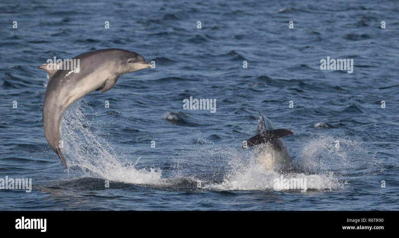 Il tursiope o delfino maggiore violazione Foto Stock