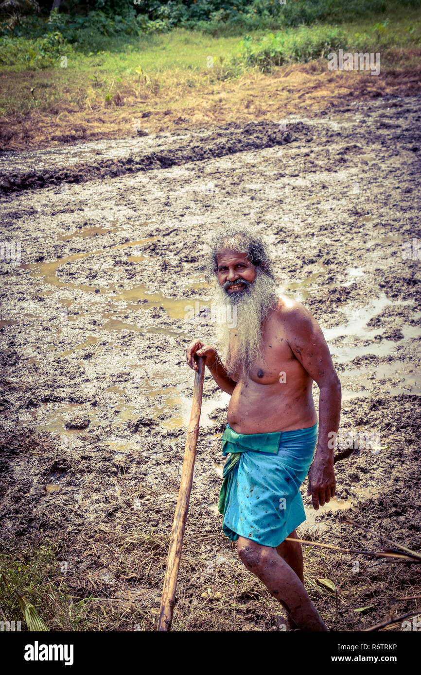 Reisbauer bei der Arbeit.Das Bild wurde bei Bentota auf Sri Lanka aufgenommen am 17.11.2018 Foto Stock