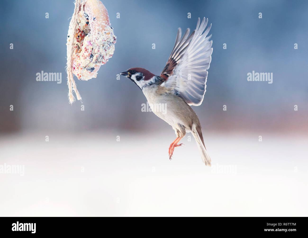 Fame bird Sparrow sventola su una mangiatoia pensile con semi e granaglie in giardino Foto Stock