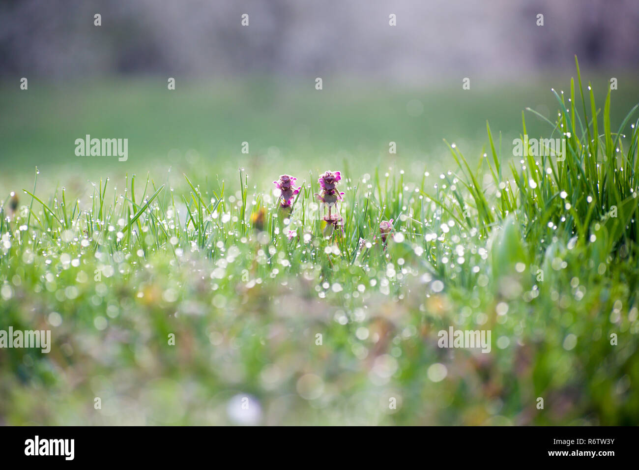Wild ortica in primavera in erba campo coperto di rugiada Foto Stock