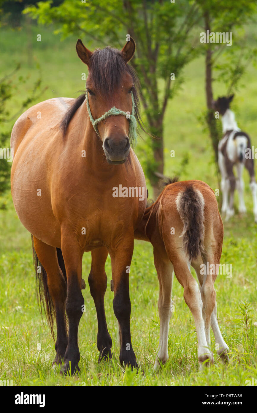 Bella famiglia a cavallo del pascolo Foto Stock
