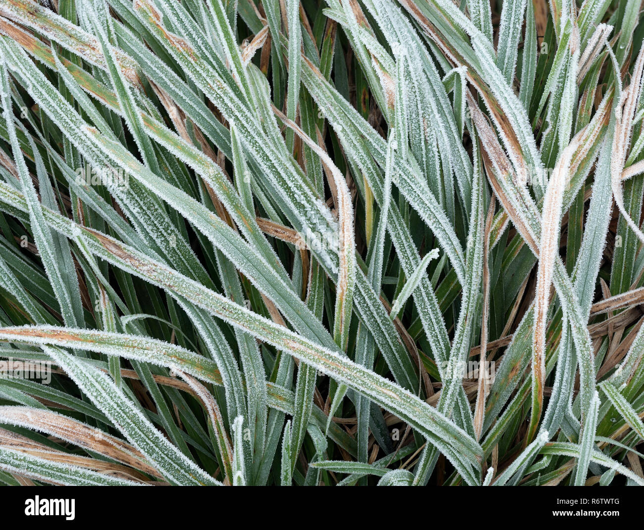 Erba coperto di brina in inverno mattina. Tipperary, Irlanda Foto Stock