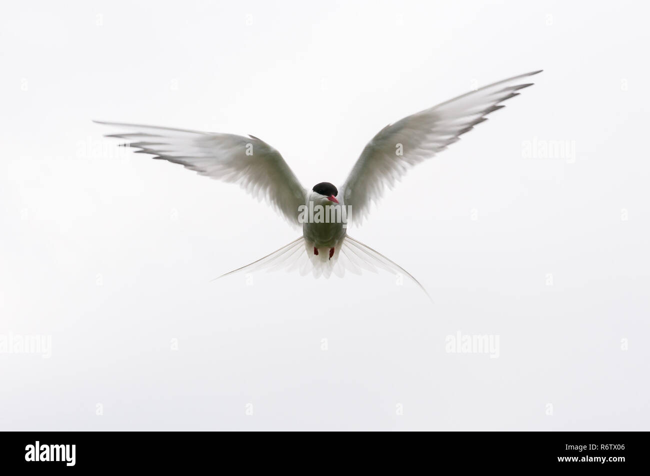 In bilico Arctic Tern (sterna paradisaea) contro un cielo luminoso, farne Islands, Northumberland, Inghilterra Foto Stock