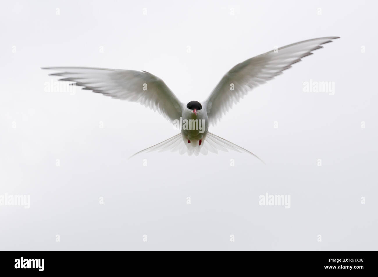 In bilico Arctic Tern (sterna paradisaea) contro un cielo luminoso, farne Islands, Northumberland, Inghilterra Foto Stock