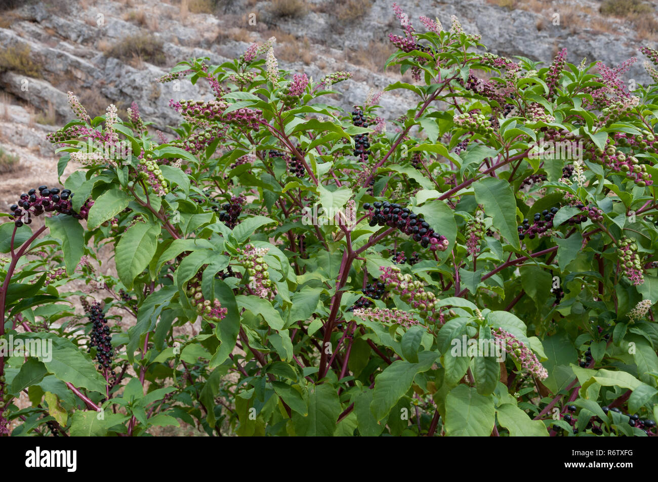 American pokeweed (Phytolacca americana) rappresenta un metodo invasivo per la specie vegetale che cresce in Europa meridionale, Spagna Foto Stock