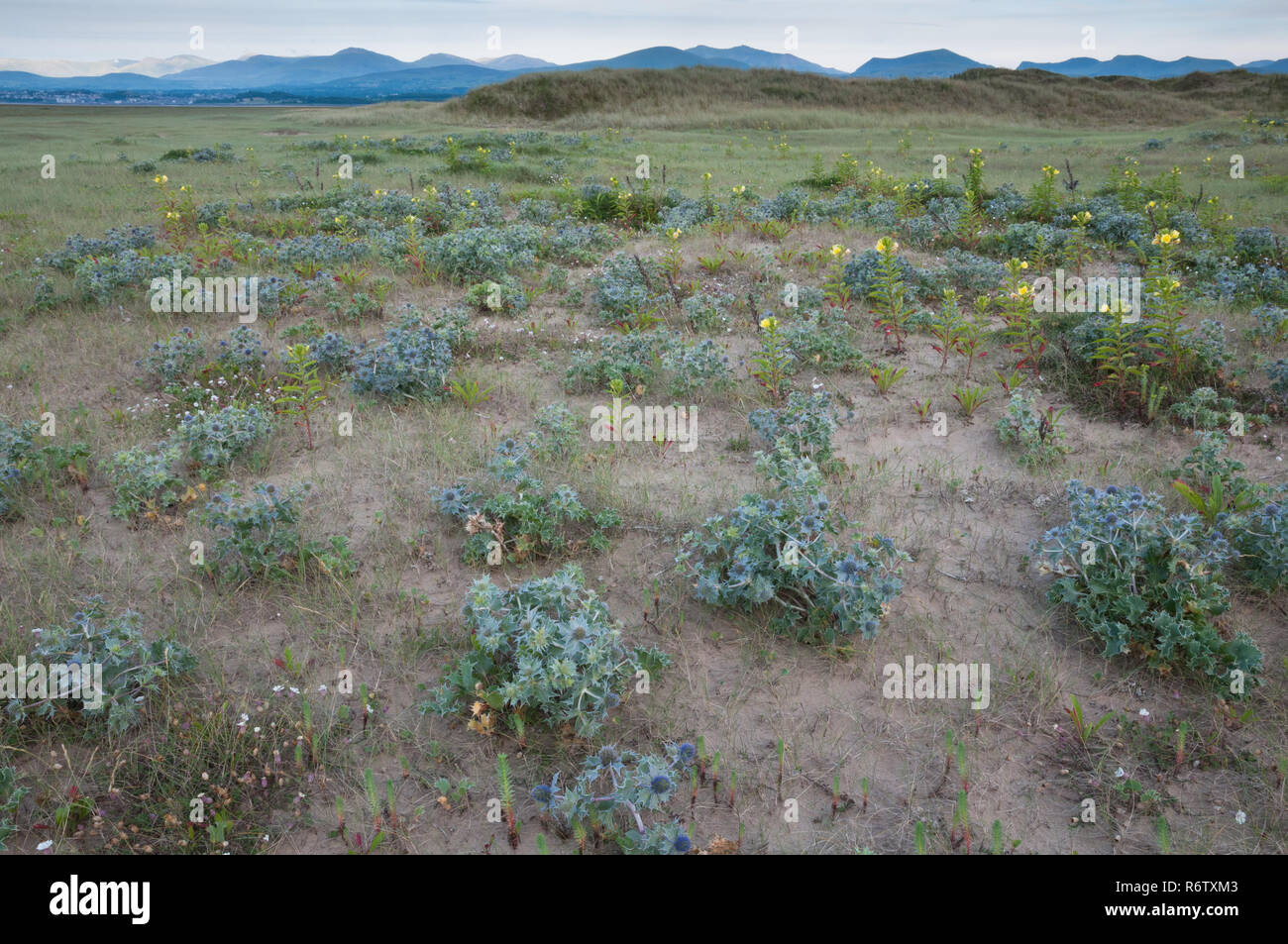 Semi-fisso comunità dune su Anglesey, Galles Foto Stock