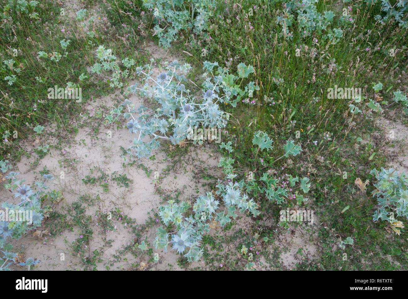 Semi-fisso comunità dune su Anglesey, Galles Foto Stock