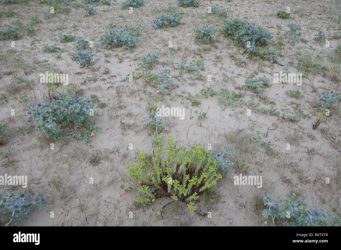 Semi-fisso comunità dune su Anglesey, Galles Foto Stock