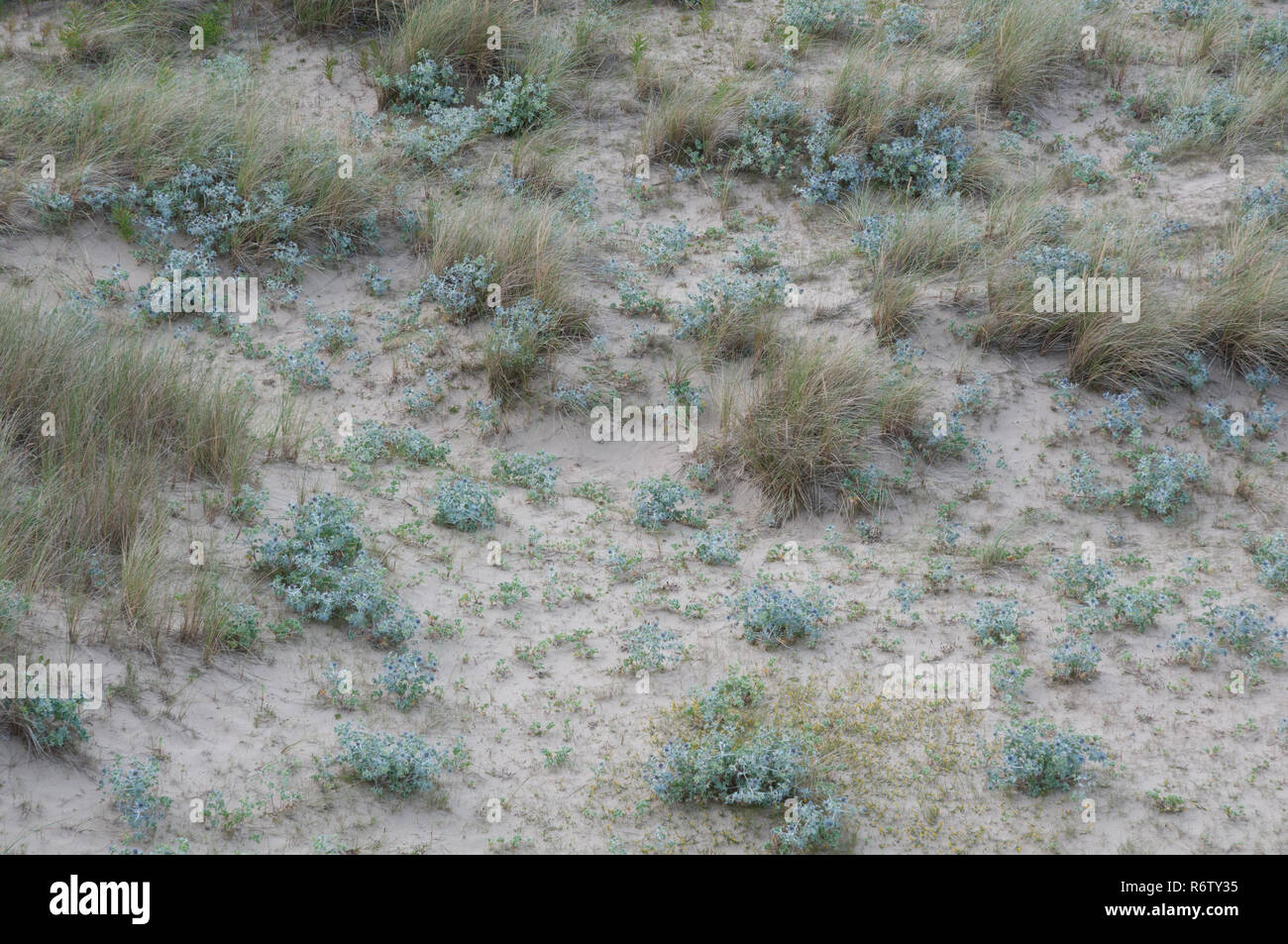 Semi-fisso comunità dune su Anglesey, Galles Foto Stock