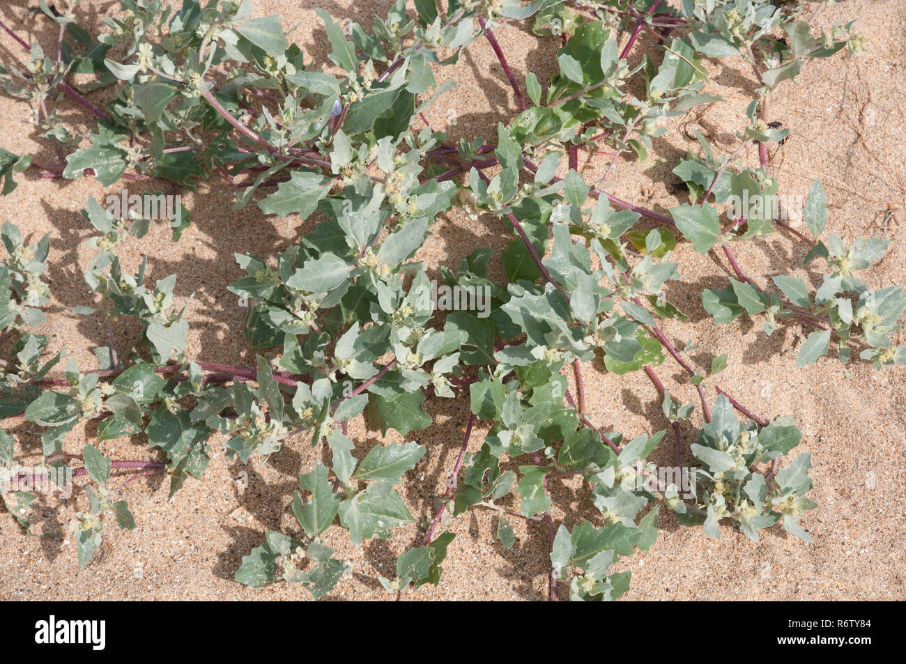 Orache smerigliata(Atriplex laciniata) su una spiaggia in Northumberland, Inghilterra Foto Stock