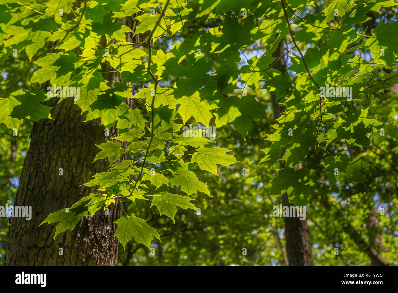 In prossimità della foresta di alberi e foglie verdi Foto Stock