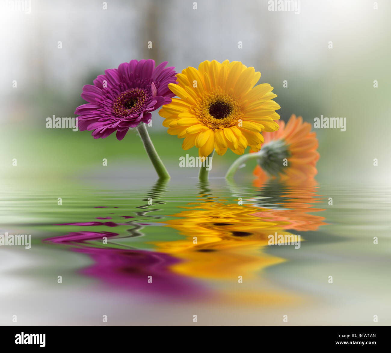 Bellissimi fiori riflessi nell'acqua, spa concept.cartolina. Background  artistico per desktop.tranquillo closeup astratta fotografia d'arte.fantasia  floreale design Foto stock - Alamy