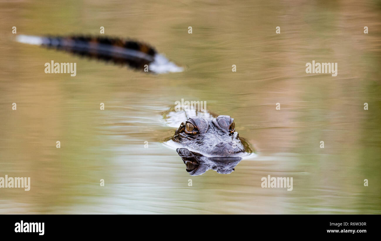 Un molto curioso baby coccodrillo americano (Alligator Mississippiensis) nuota verso di me dopo mi stendo sul bordo dell'acqua che lui e i suoi fratelli germani c Foto Stock