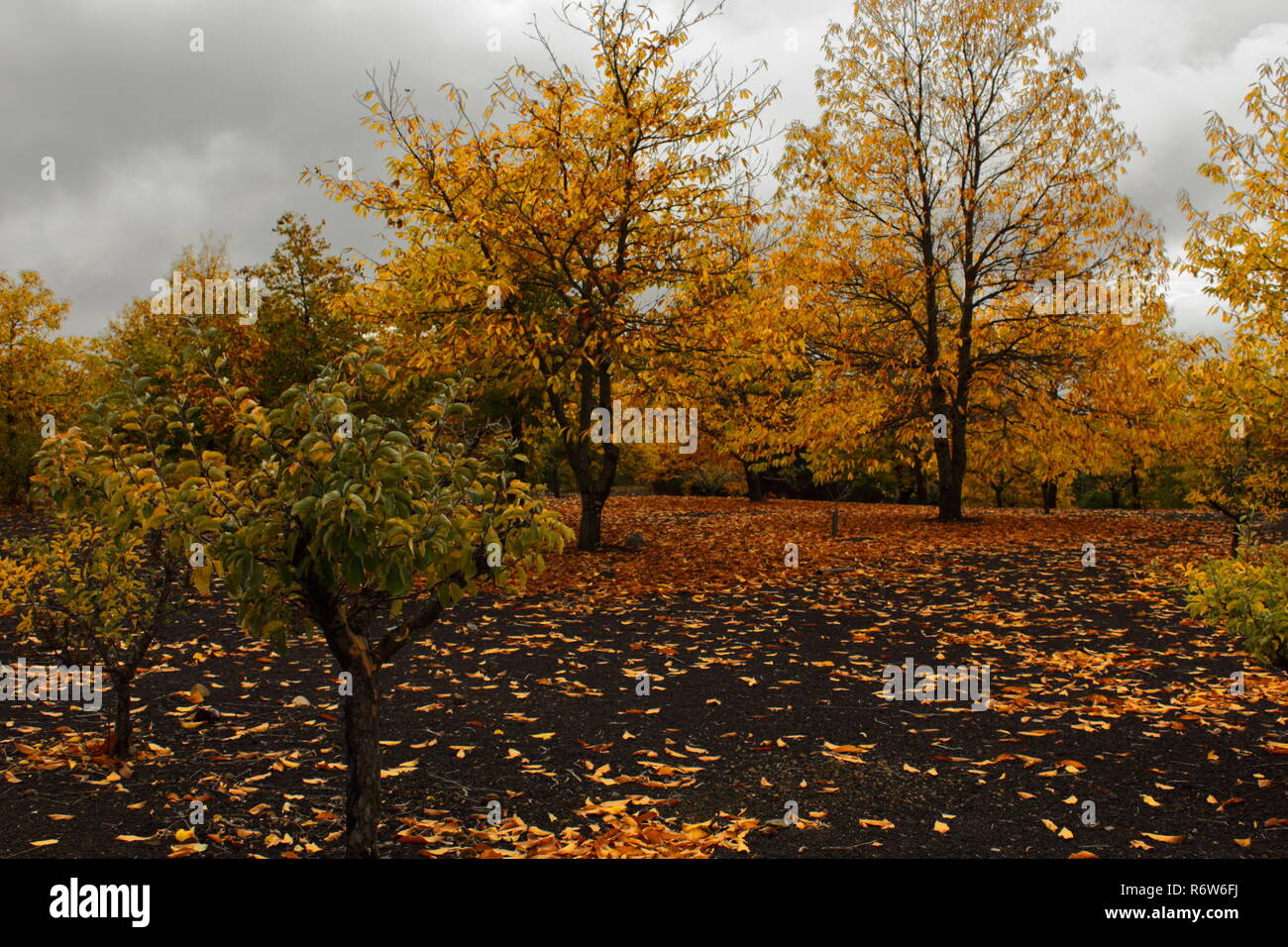 Paisaje de Otoño. paesaggio autunnale Foto Stock