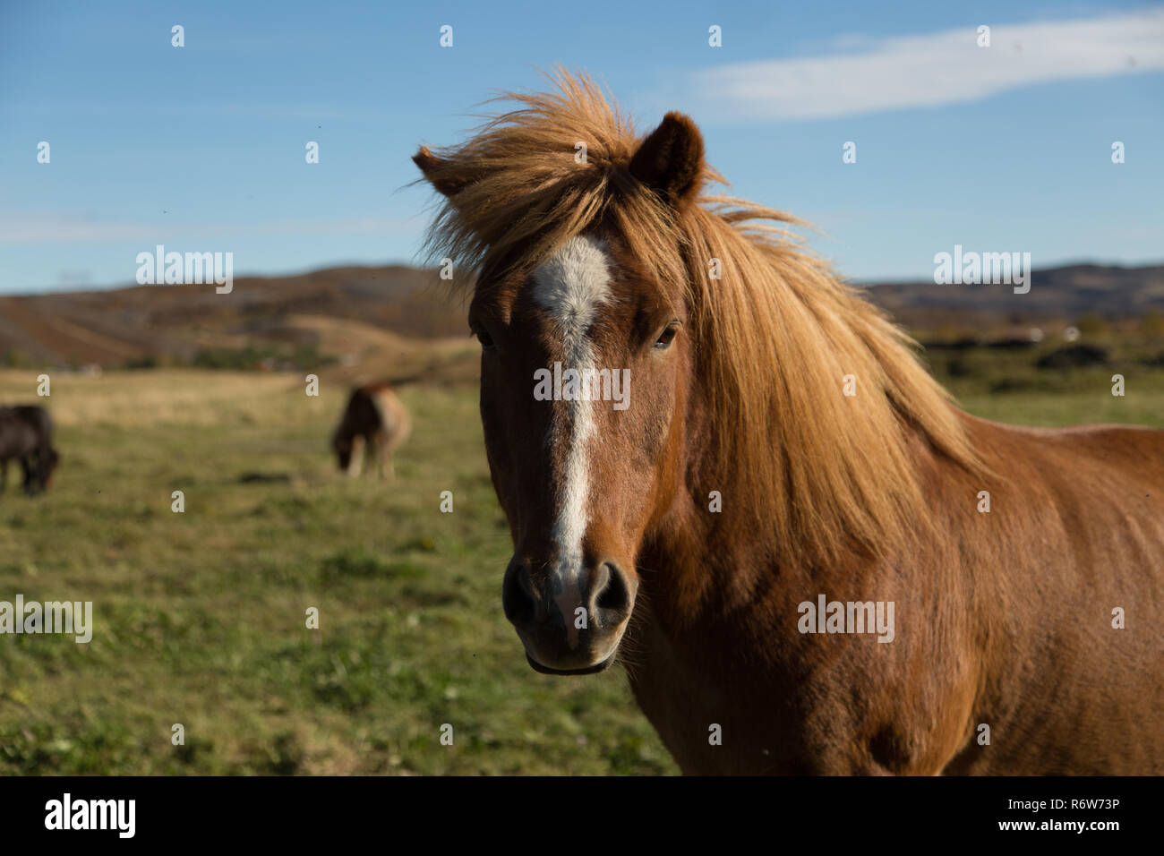 Cavalli islandesi in Islanda Foto Stock