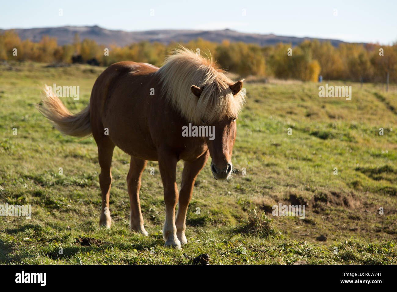 Cavalli islandesi in Islanda Foto Stock