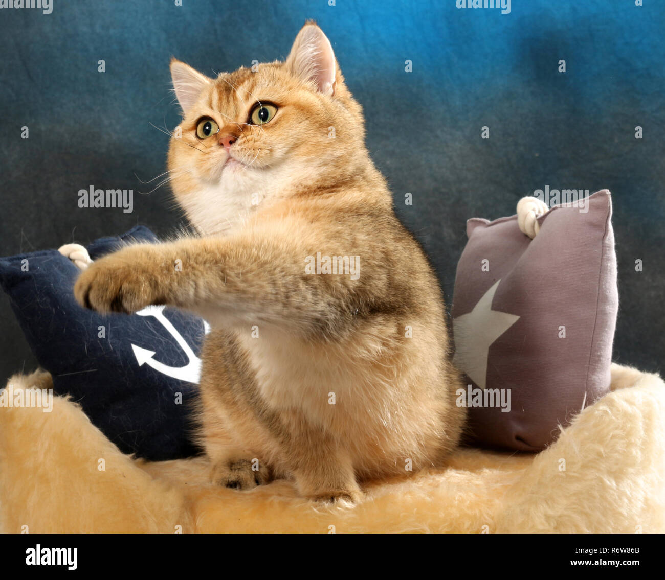 Scottish diritta, Nero Dorato spuntata, seduto su un cuscino Foto Stock