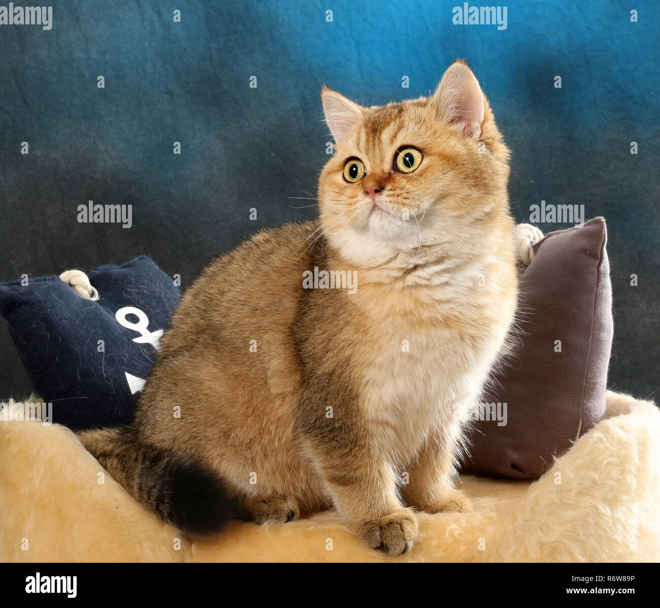 Scottish diritta, Nero Dorato spuntata, seduto su un cuscino Foto Stock