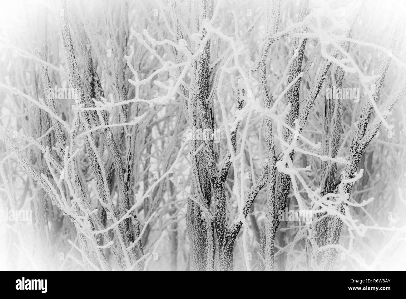 Paesaggio invernale con alberi e rami ricoperti di brina Foto Stock