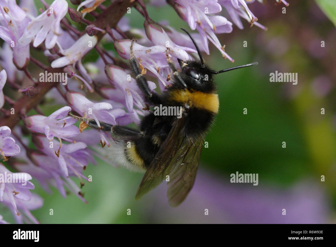 Bumble Bee invertito su un buddleia con uno scenario di vegetazione Foto Stock