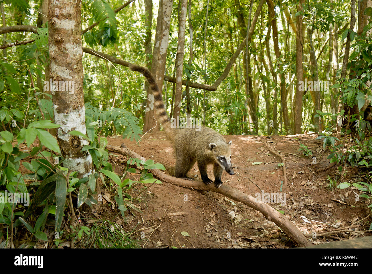 Cappotti Elemosinare il cibo nei pressi di Iguassu Falls, Argentina Foto Stock