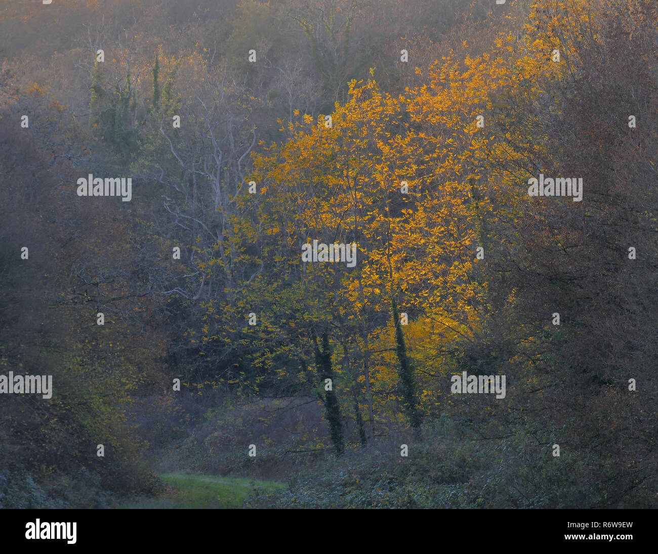 Alberi in autunno Foto Stock