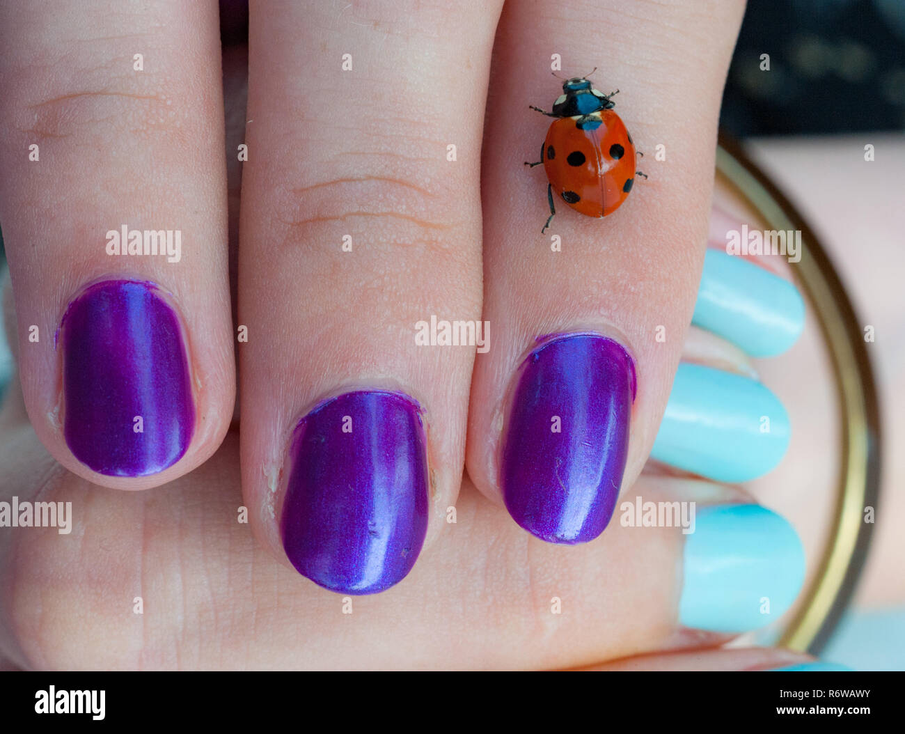 Coccinella sulla donna mano con viola unghie verniciate Foto Stock