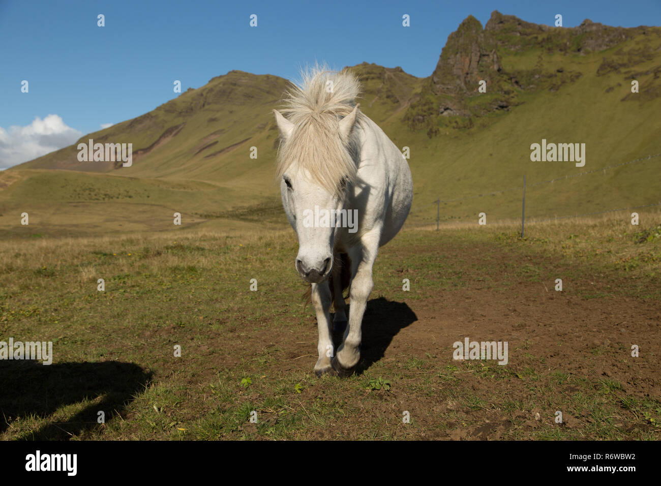 Cavalli islandesi pascolano nei campi di Islanda Foto Stock